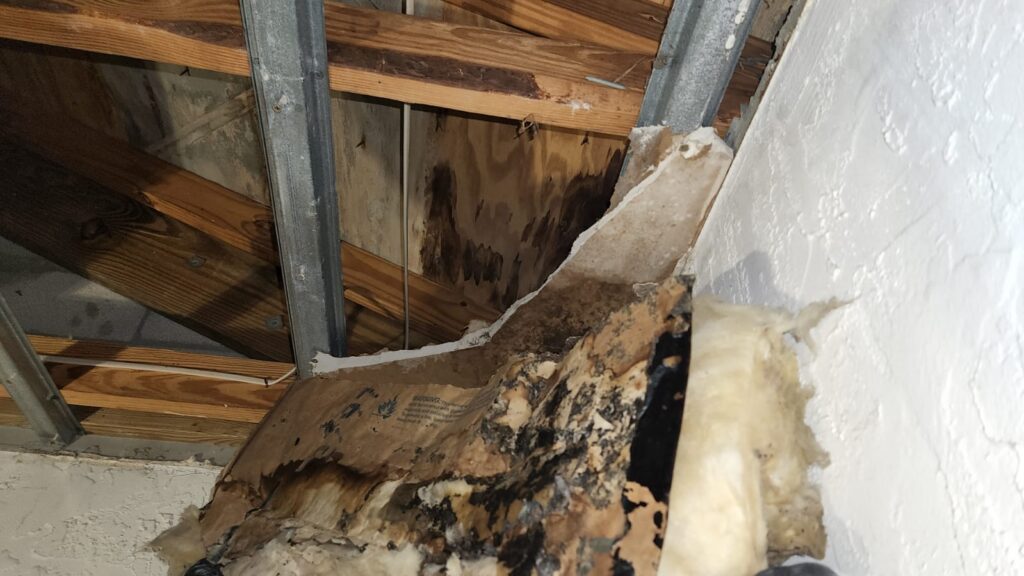 ceiling mold