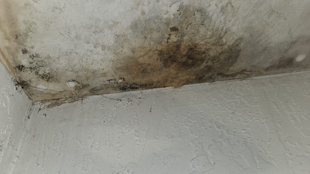 ceiling mold removal services