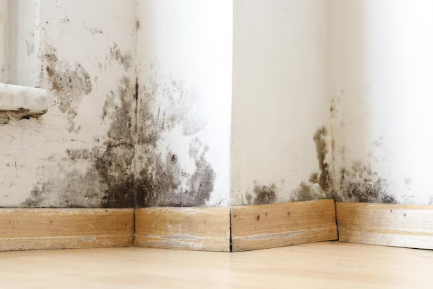 Black Mold
