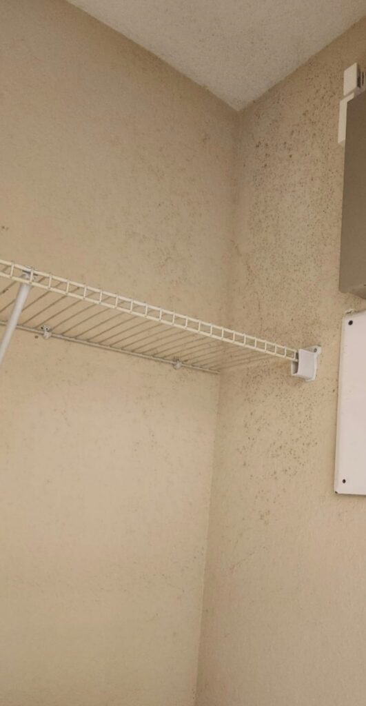 Signs requiring Mold Remediation in Fort Lauderdale: Black mold from high humidity in South Florida