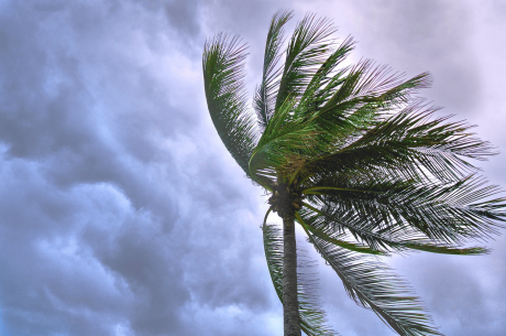 storm damage specialists