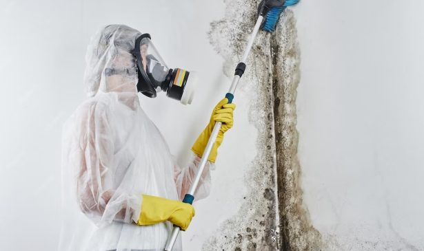 Pembroke Pines Mold Removal: A Homeowner's Survival Story