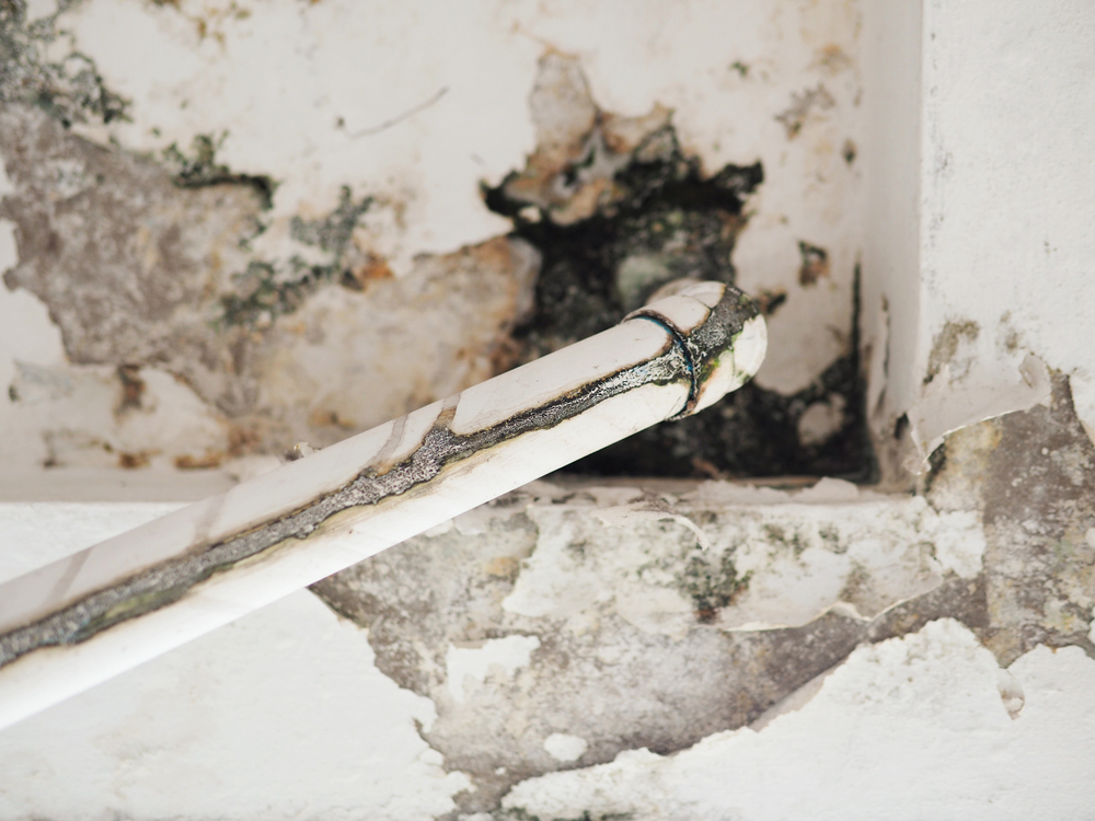 Emergency Guide: Dealing with Burst Pipes and Mold in Pembroke Pines