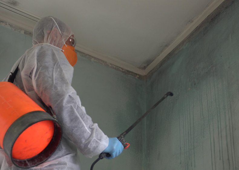 Mold Remediation Experts in Pembroke Pines, Florida: Your Ultimate Guide