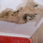 Mold Exposure