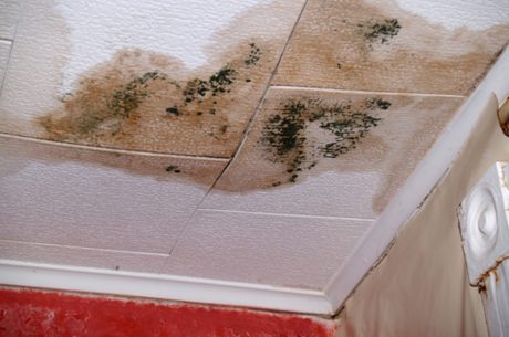 Mold Exposure