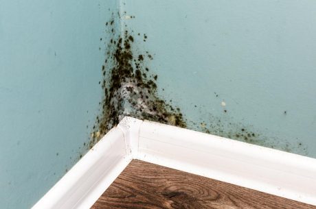 mold in florida