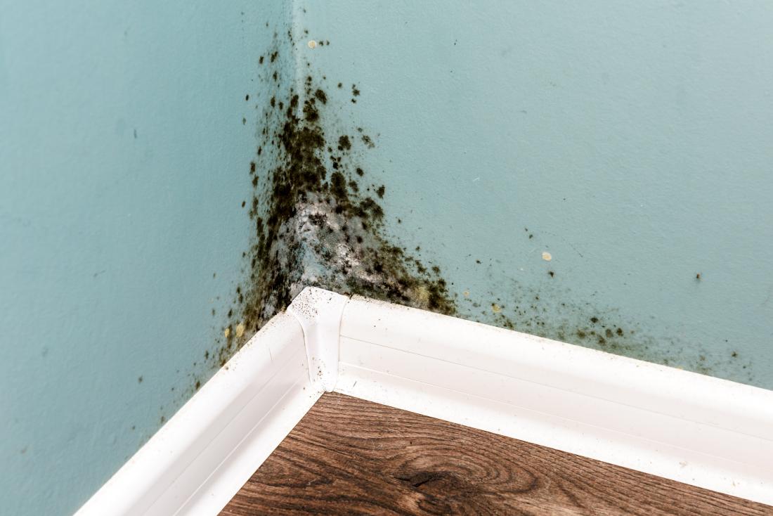 Combatting Mold in Florida Apartments (Pembroke Pine & Fort Lauderdale)