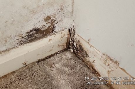 Mold Damage