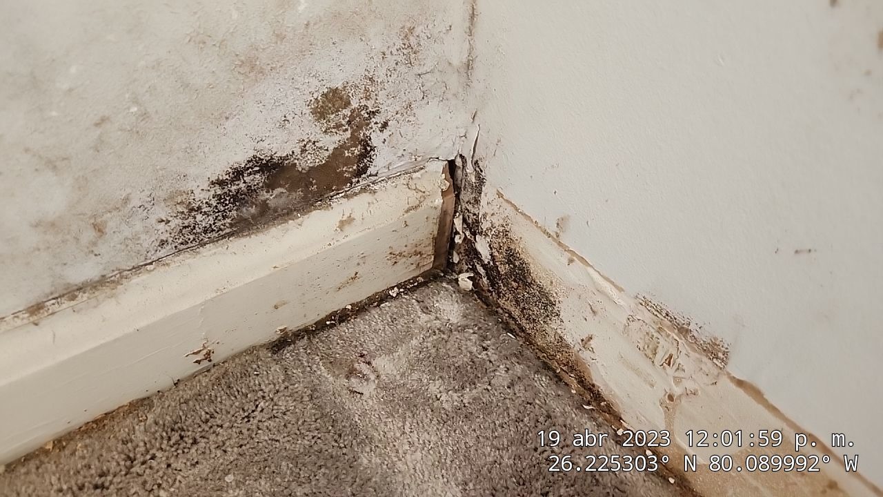 5 New Signs of Mold Damage in Broward and Miami-Dade Counties