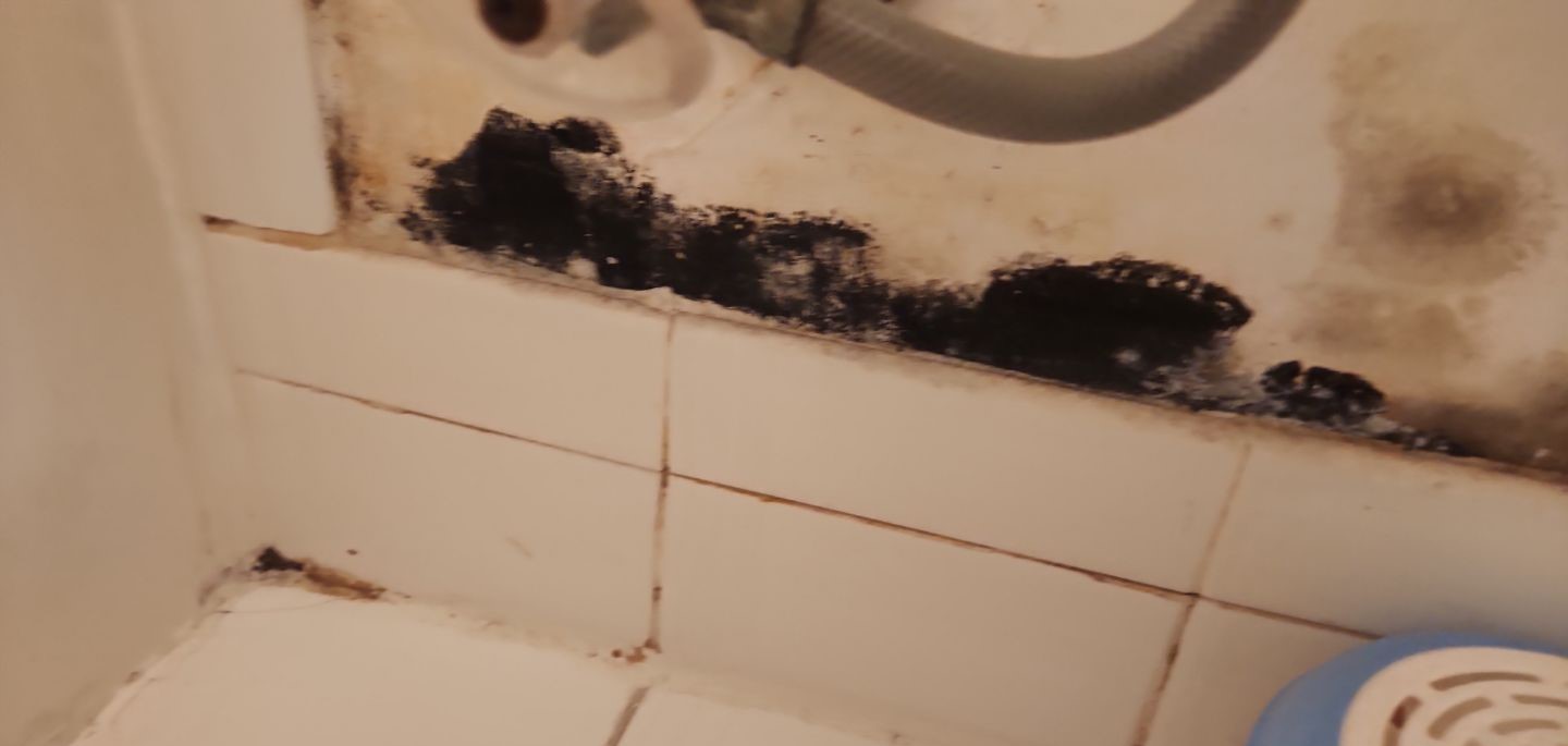 4 Best Mold Test Kits in Florida