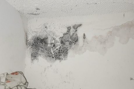 Mold Remediation in Fort Lauderdale