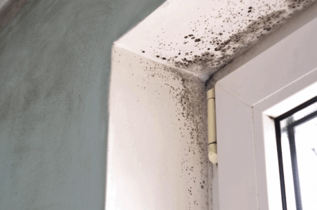 Mold Remediation in Fort Lauderdale