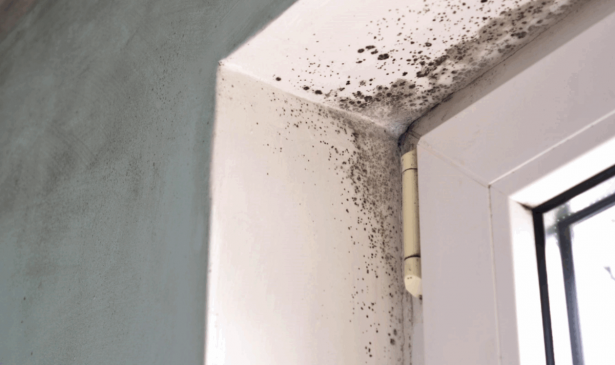 Mold Remediation in Fort Lauderdale: Handling High Humidity Risks in Homes and Businesses