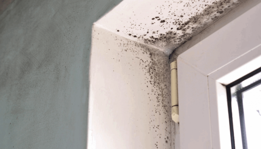 Mold Remediation in Fort Lauderdale