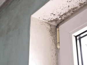 Mold Remediation in Fort Lauderdale