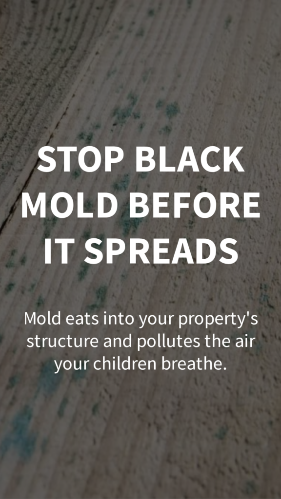 Types of mold in the home