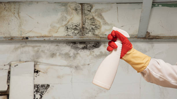 A gloved hand sprays a white bottle at a severely moldy, stained wall.