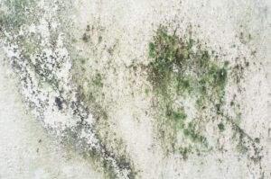 A textured, light-colored wall is covered in extensive patches of green and dark gray mold
