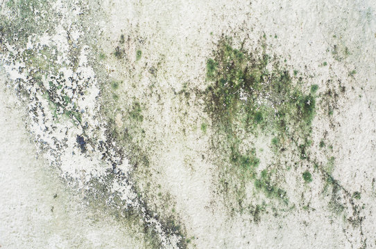 A textured, light-colored wall is covered in extensive patches of green and dark gray mold