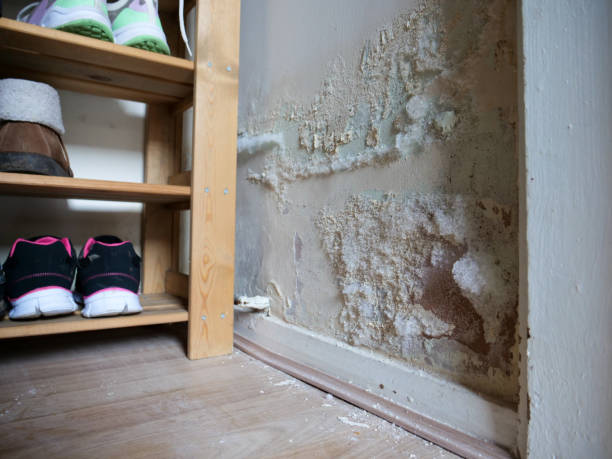 Extensive white mold and peeling paint cover a damp wall beside a wooden shoe shelf. TITLE: