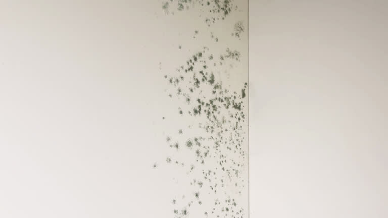 A white wall shows significant dark green mold growth along a vertical edge.