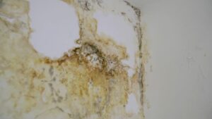 Extensive water stains and black mold mar a damaged white wall.