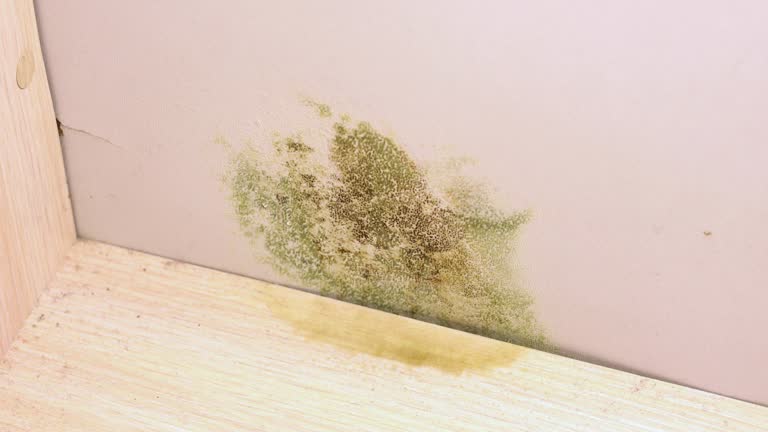 Green and brown mold grows on a light wall above a water-stained wooden surface.