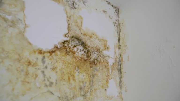 Extensive water stains and black mold mar a damaged white wall.