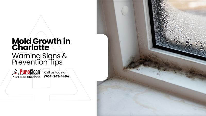 Mold Growth