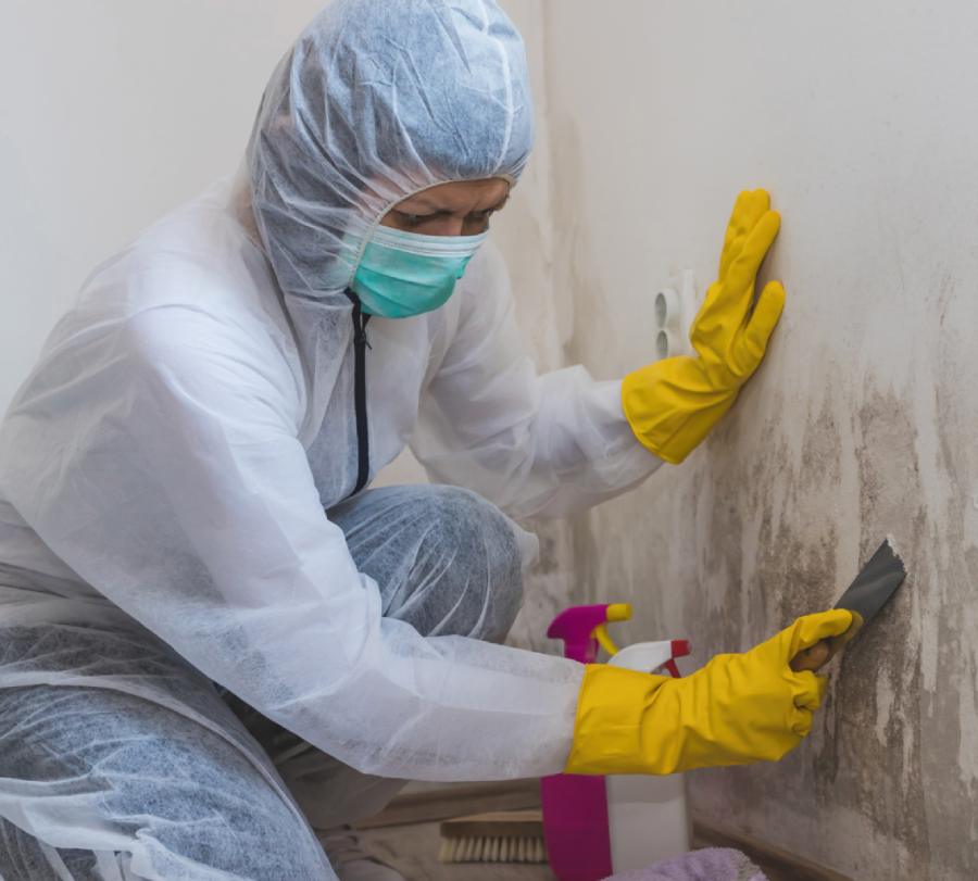 Does Homeowners Insurance Cover Mold Removal_