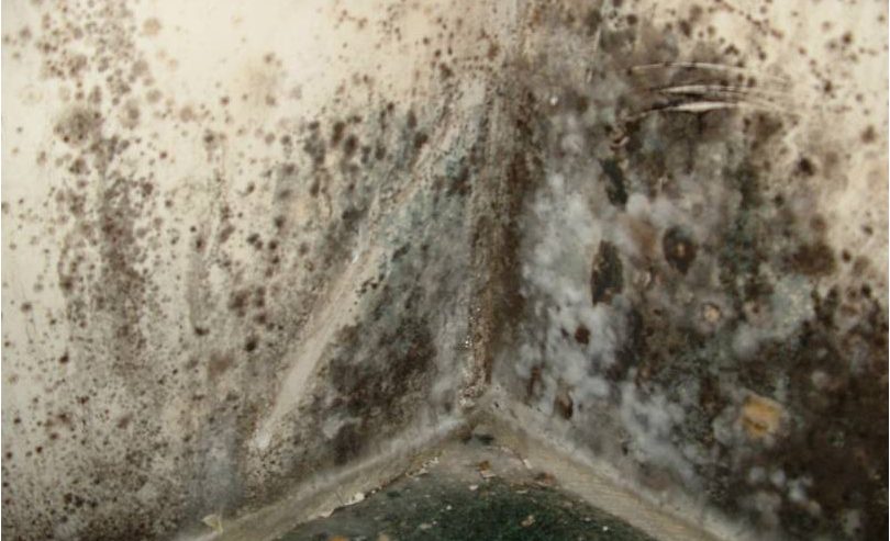 Residential Mold Remediation in Fort Lauderdale