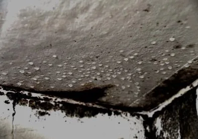 Mold Inspection in Plantation