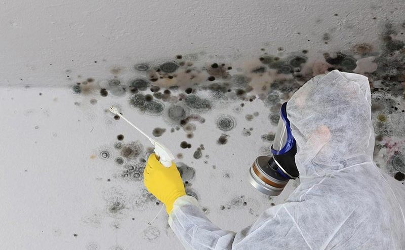 Mold Inspection