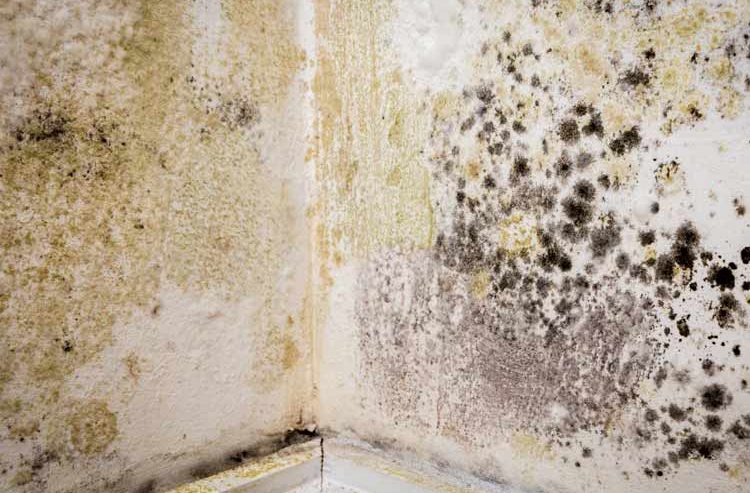 Residential Mold Remediation