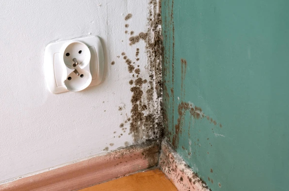 visible mold growth on wall requiring mold remediation near me in Plantation FL