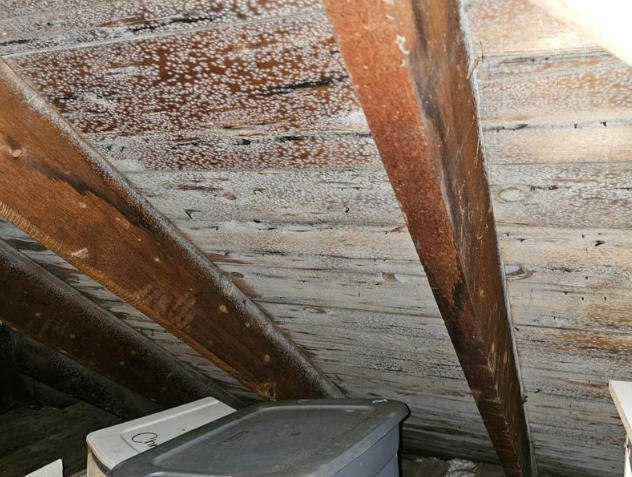 attic mold removal cost Florida hidden mold on wood beams
