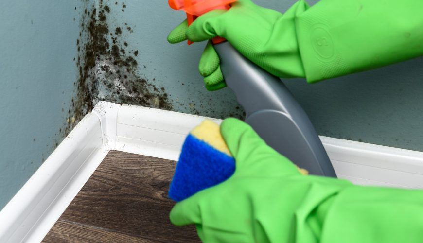 Mold Treatment in Plantation