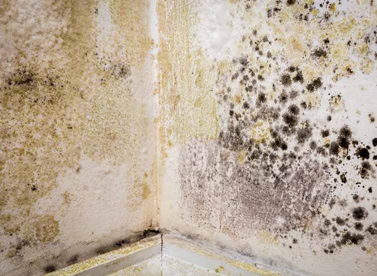 Residential Mold Remediation