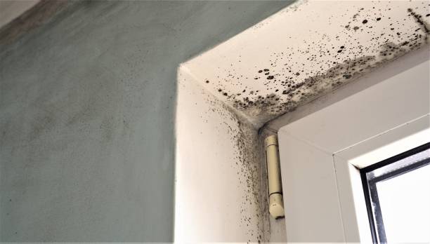 8 Signs of Hidden Mold After a Storm in Plantation