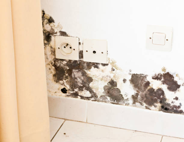 Signs of hidden mold after a storm in Palm Beach