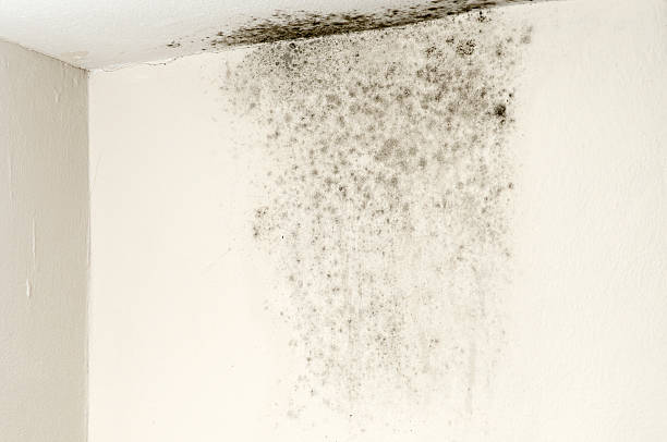 The Highest-Risk Areas to Inspect for signs of hidden mold after a storm in Fort Lauderdale Properties