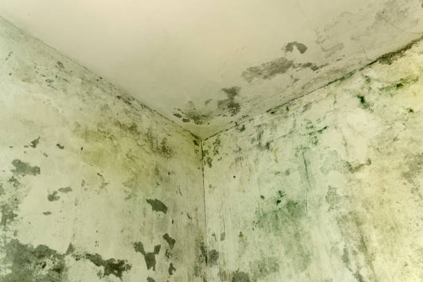 The Professional Process to clear Signs of Hidden Mold After a Storm in Plantation