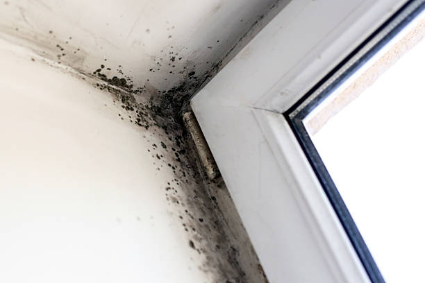 The Highest-Risk Areas to Inspect for signs of hidden mold after a storm in Fort Lauderdale Properties