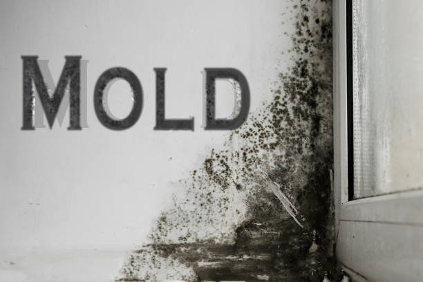 Signs of Hidden Mold After a Storm in Miami