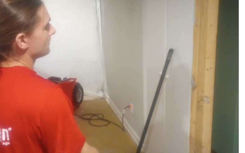 Professional Mold Removal Cost