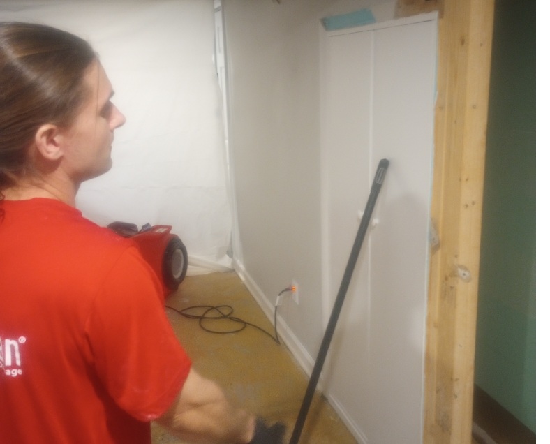 Professional Mold Removal Cost
