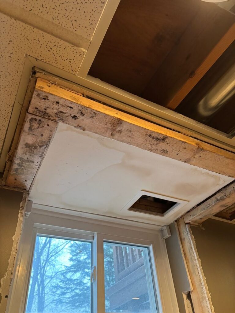 Visible toxic black mold growth on wooden framing above a window frame during a ceiling renovation
