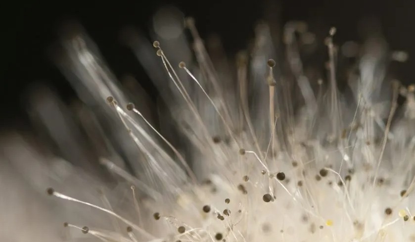 When Is Mold Season? Understanding and Preventing Mold Growth in Your Home