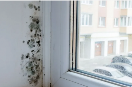 Mold in a Rental Property: Signs, Responsibility, and What to Do Next